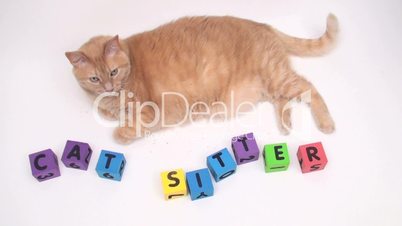 Cat with alphabet blocks