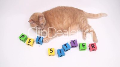 Cat with alphabet blocks
