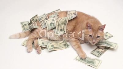 cat with money