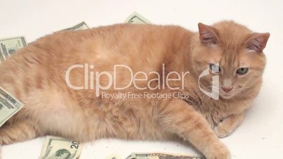 Fat cat with money