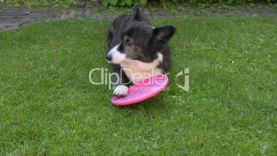 Hund mit Frisbee