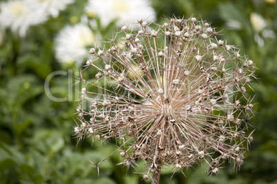 Pusteblume