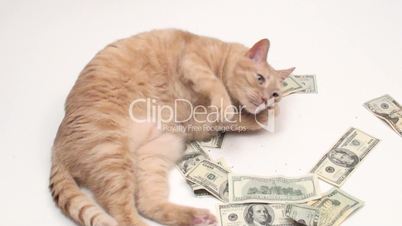 Fat cat with money