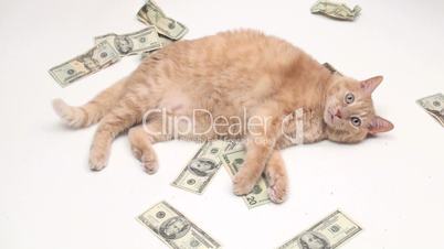 Fat cat with money