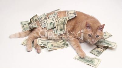 Fat cat with money