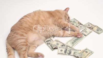Fat cat with money