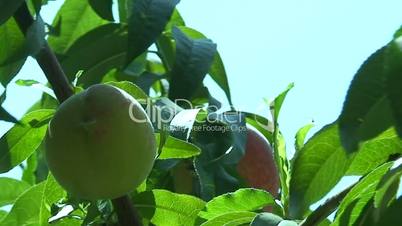 Peach tree with fruit ripening