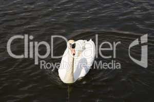 Höckerschwan, mute swan