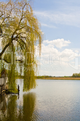 Weide und See, willow and lake