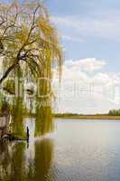Weide und See, willow and lake
