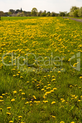 Löwenzahn, dandelion