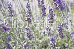 Lavendel mit Biene