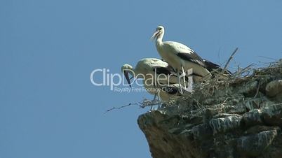 young storks sitting in a nest