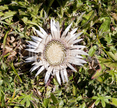 Silberdistel 1