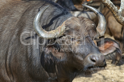 Buffalo in South Africa