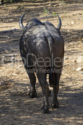 Buffalo in South Africa