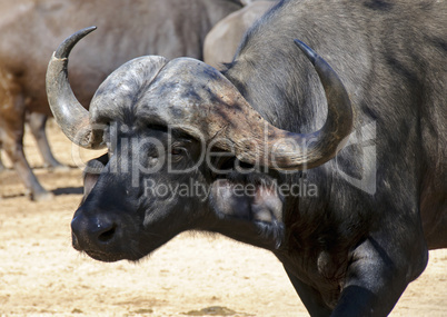 Buffalo in South Africa