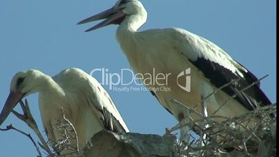 young storks sitting in a nest