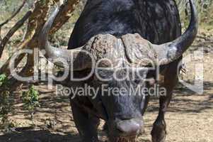 Buffalo in South Africa