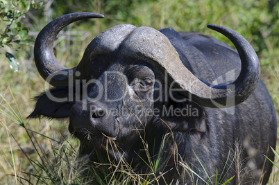 Buffalo in South Africa