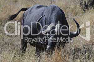 Buffalo in South Africa