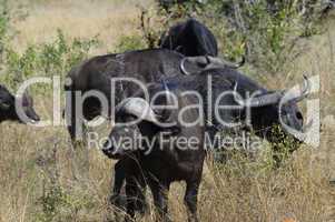 Buffalo in South Africa