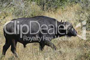 Buffalo in South Africa