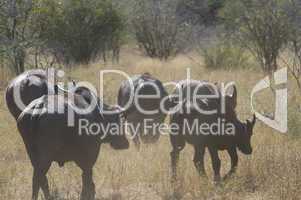 Buffalo in South Africa