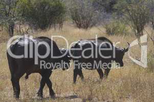 Buffalo in South Africa