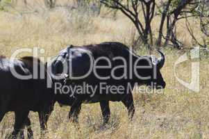 Buffalo in South Africa