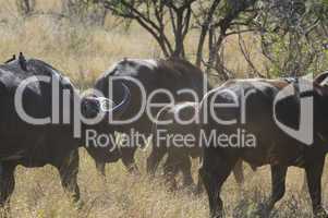 Buffalo in South Africa