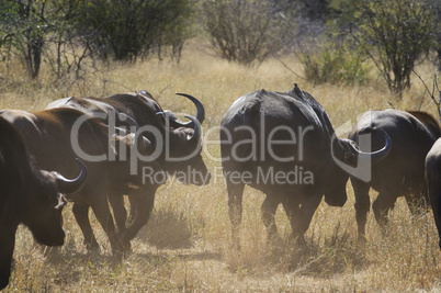 Buffalo in South Africa