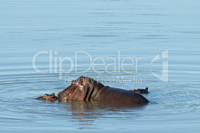 Flusspferd - Hippo