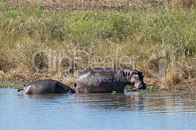 Flusspferd - Hippo