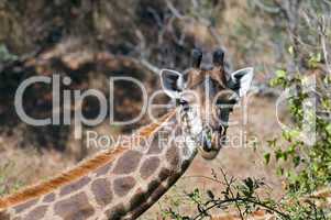 Giraffes in South Africa