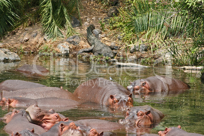 Flusspferd mit Krokodil