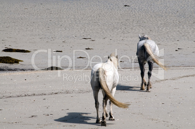 Connemara Pony und Irish Draught horses am Strand