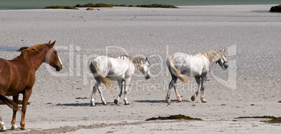 Connemara Pony und Irish Draught horses am Strand