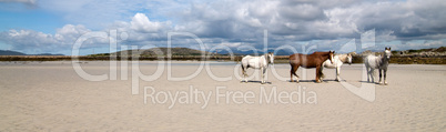 Connemara Pony und Irish Draught horses am Strand
