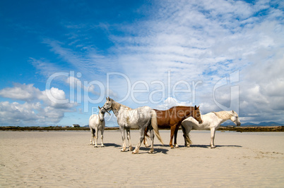 Connemara Pony und Irish Draught horses am Strand