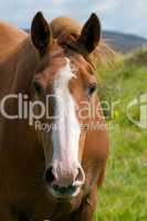 Irish Draught horse