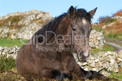 Connemara Pony