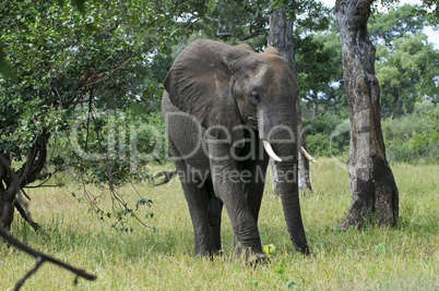 Elefant in Südafrika