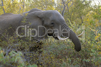 Elefant in Südafrika