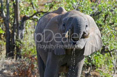 Elefant in Südafrika