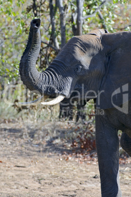 Elefant in Südafrika