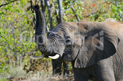 Elefant in Südafrika