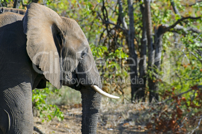 Elefant in Südafrika