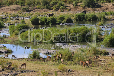 Impalas und Elefanten in Südafrika