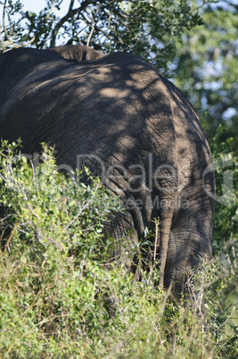 Elefant in Südafrika